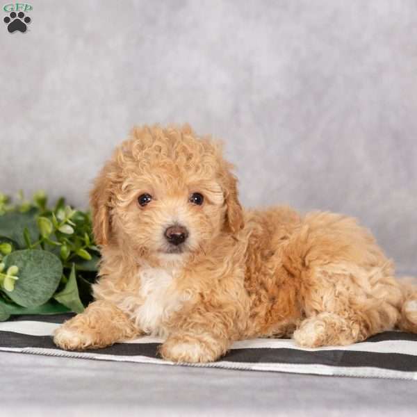 Heidi, Bich-Poo Puppy